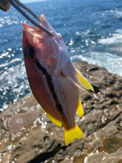 ヨコスジフエダイの釣果