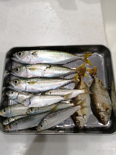 サバの釣果