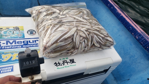 ワカサギの釣果