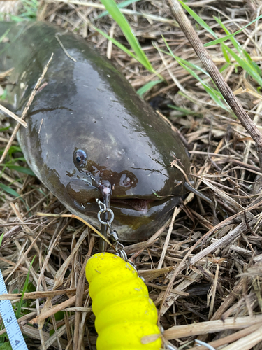 ナマズの釣果