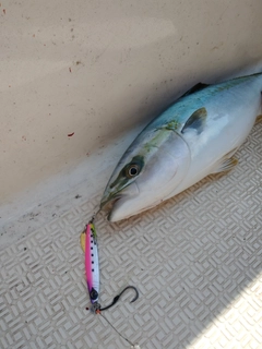 イナダの釣果