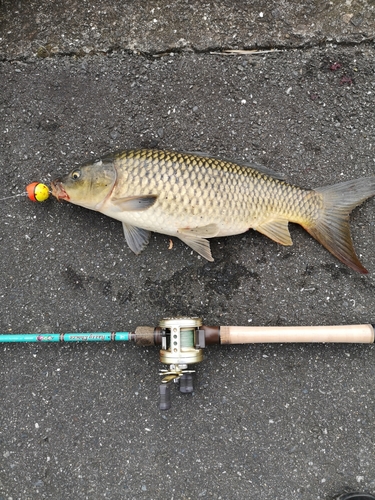 コイの釣果