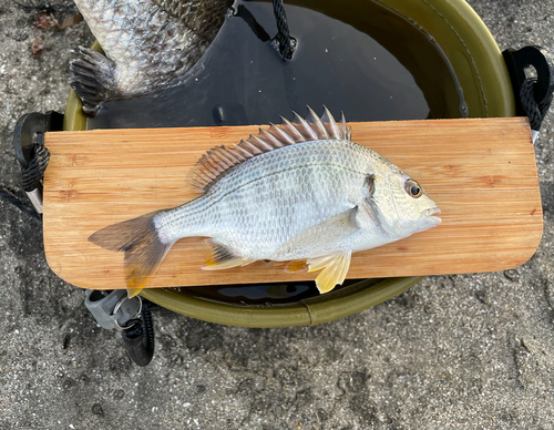 キビレの釣果