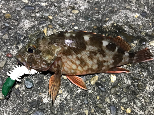 カサゴの釣果