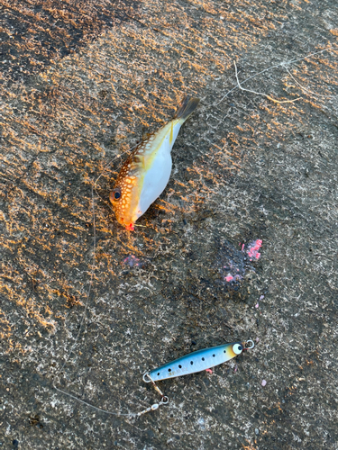 コモンフグの釣果