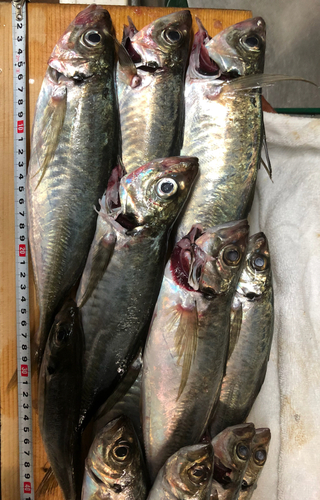 アジの釣果