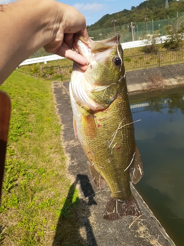 ブラックバスの釣果