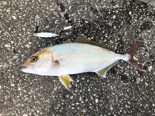 ショゴの釣果