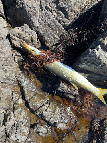 アカカマスの釣果