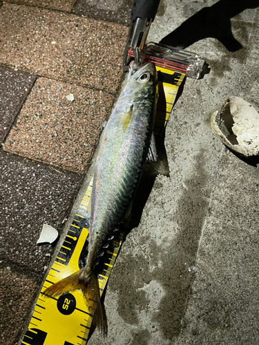 サバの釣果