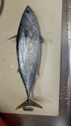 ヒラソウダの釣果