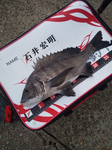 チヌの釣果