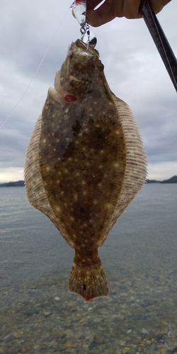 ソゲの釣果