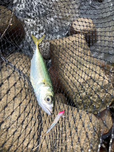 サバの釣果