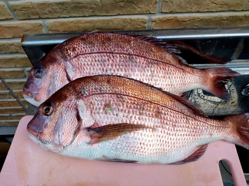 マダイの釣果