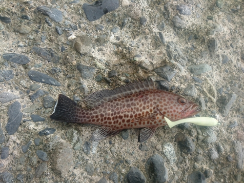 オオモンハタの釣果