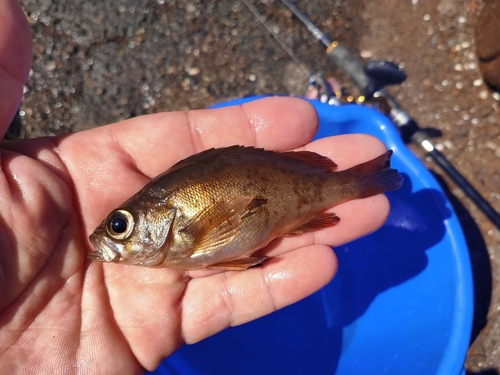 アカメバルの釣果