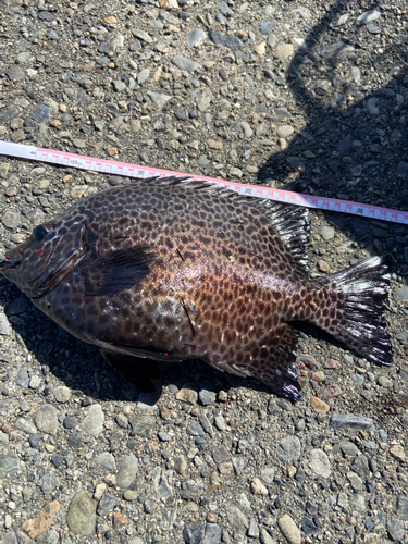 イシガキダイの釣果