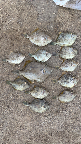 カワハギの釣果