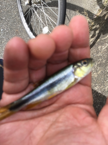 カワムツの釣果