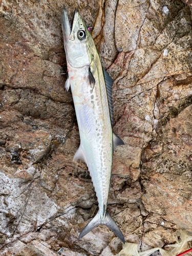 サゴシの釣果