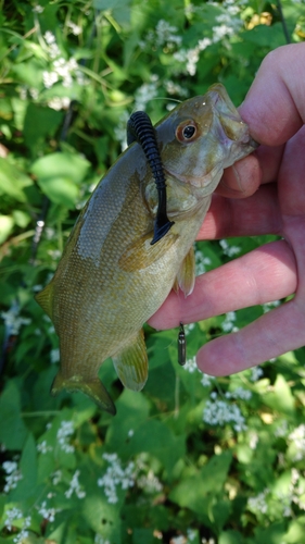 スモールマウスバスの釣果