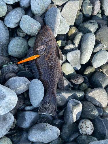 オオモンハタの釣果