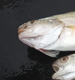 イシモチの釣果