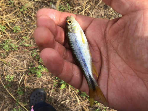 カワムツの釣果