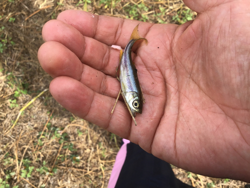 カワムツの釣果