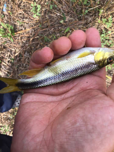 カワムツの釣果