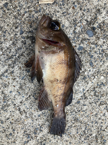 メバルの釣果