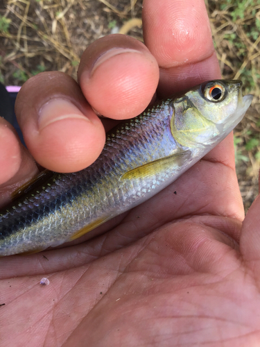 カワムツの釣果