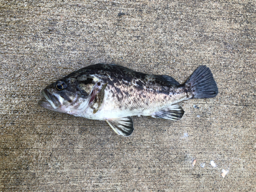 クロソイの釣果