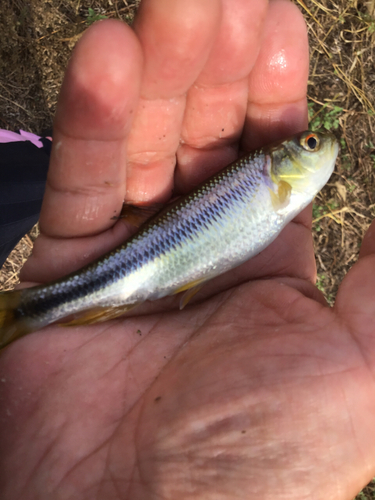 カワムツの釣果