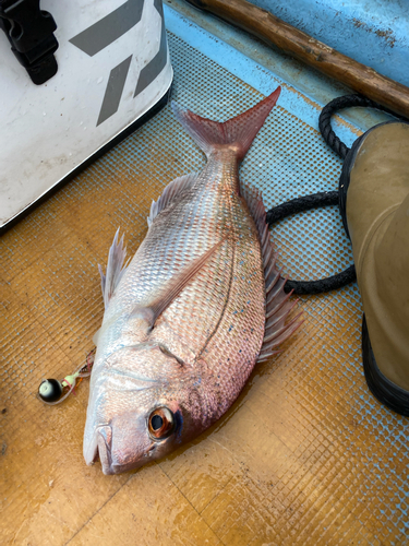 マダイの釣果