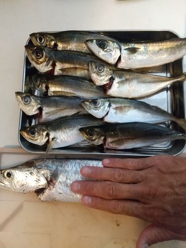 タチウオの釣果