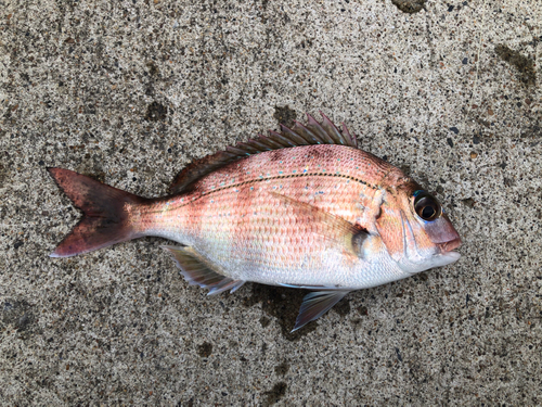 タイの釣果