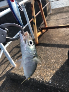 マサバの釣果