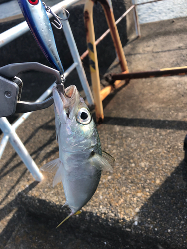 マサバの釣果