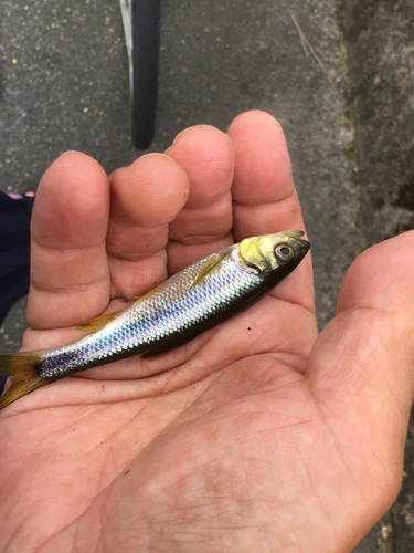 カワムツの釣果