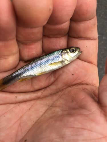 カワムツの釣果