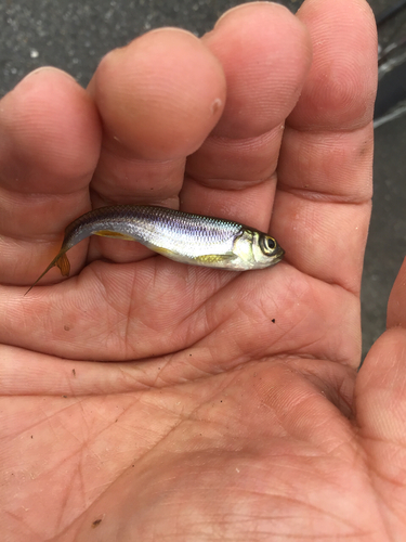 カワムツの釣果