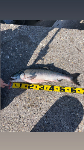 シロザケの釣果