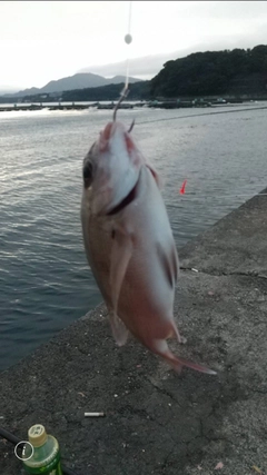 チャリコの釣果