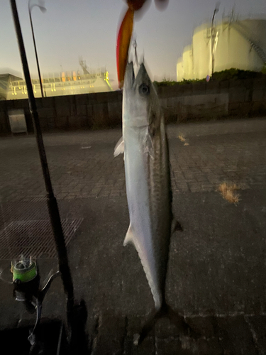 サゴシの釣果