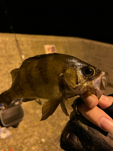 メバルの釣果