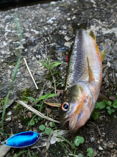 カワムツの釣果