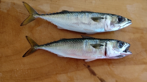 サバの釣果