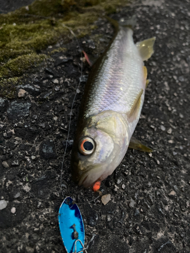 カワムツの釣果